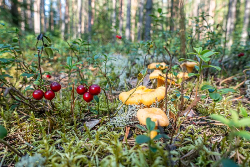 När skogen och fjällen dukar bord: Nordisk mat i naturens eget rytm
