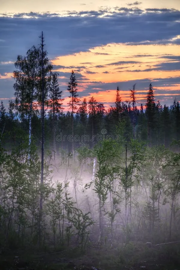 Tystnaden som läker: Nordbornas djupa band till stillheten och varför det förändrar allt
